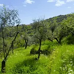 Gli Ulivi Sul Golfo E Le 5 Terre