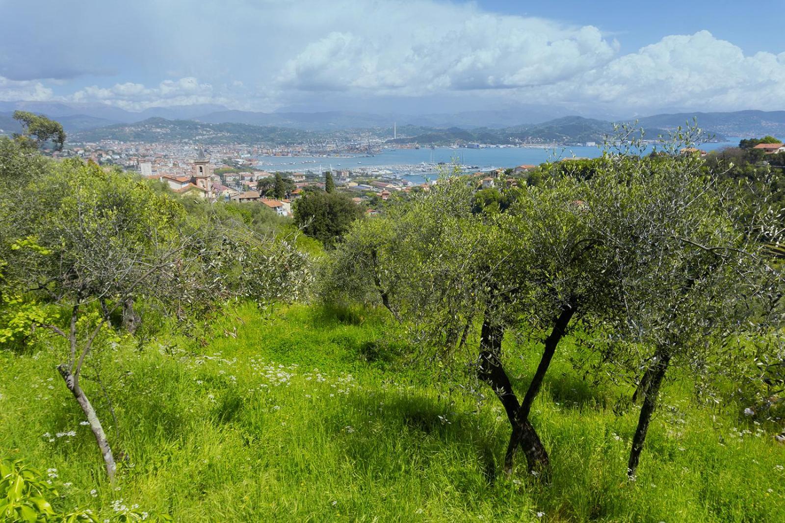 Gli Ulivi Sul Golfo E Le 5 Terre