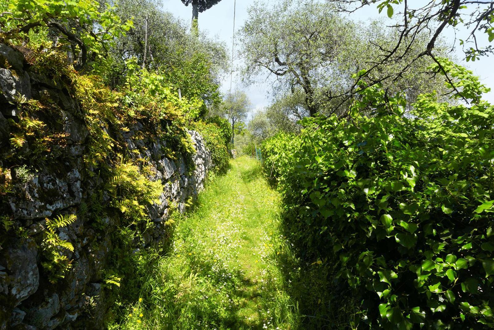 Gli Ulivi Sul Golfo E Le 5 Terre *