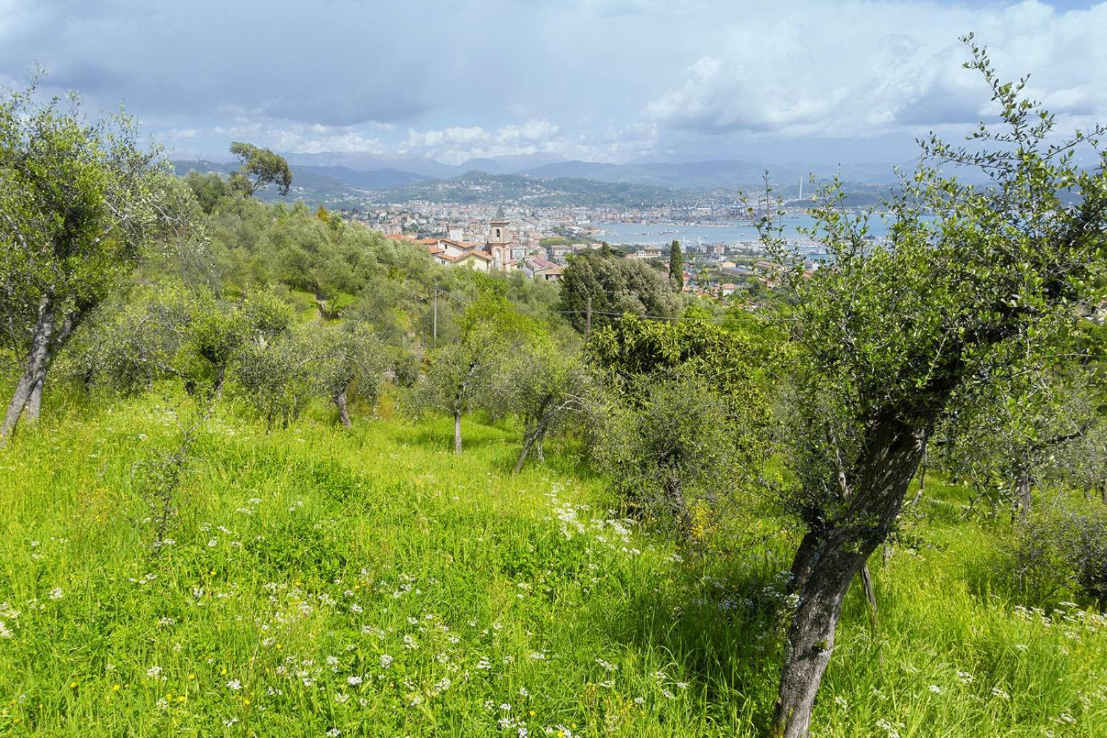 Gli Ulivi Sul Golfo E Le 5 Terre